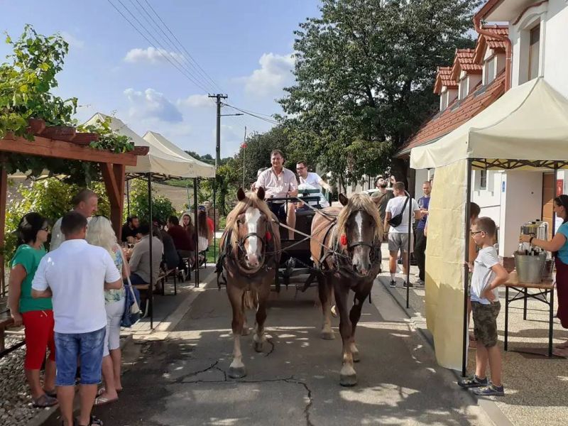 Bojanovské otevřené sklepy